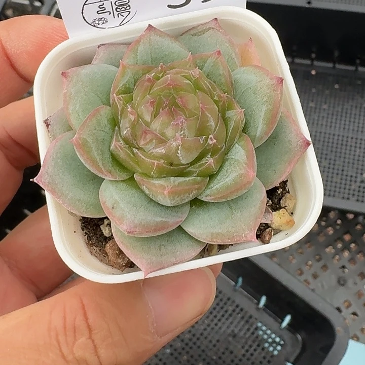 天***师如39图麦芽糖54一颗