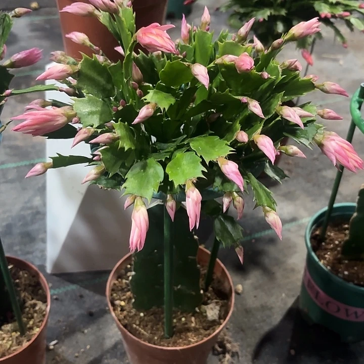大部分花苞少量开放068蟹爪兰