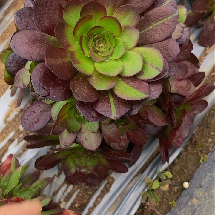 4699黑骑士多肉植物