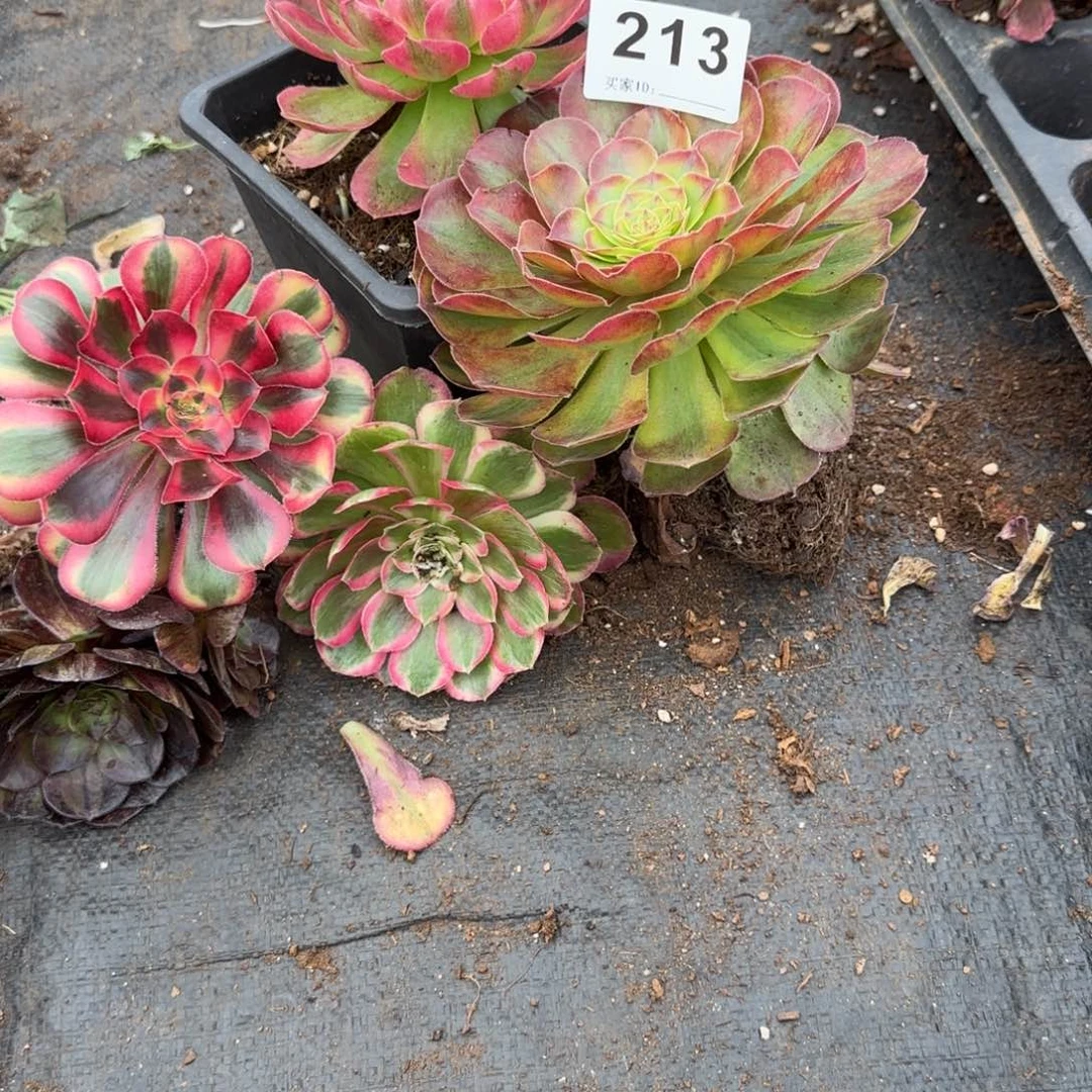 *****精品多肉5颗植物213