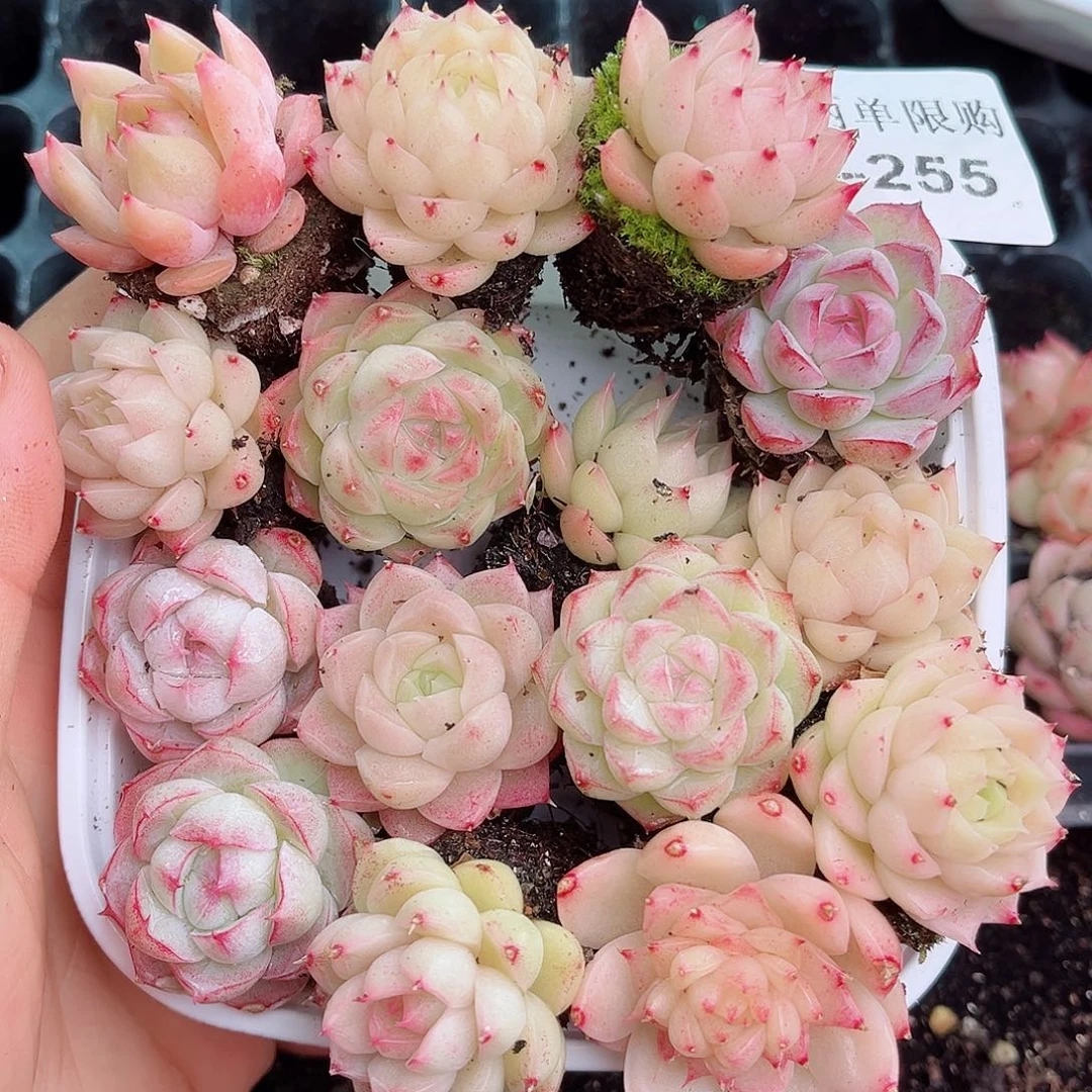 1-255 新疆西藏内蒙不发12.8包邮2-3公分多肉