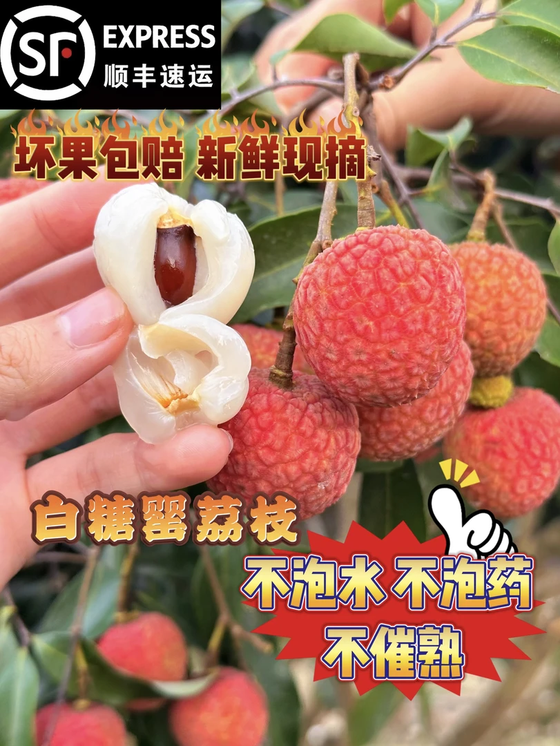 广东省高州白糖罂荔枝纯甜无酸当季新鲜多汁肉厚清甜爆汁