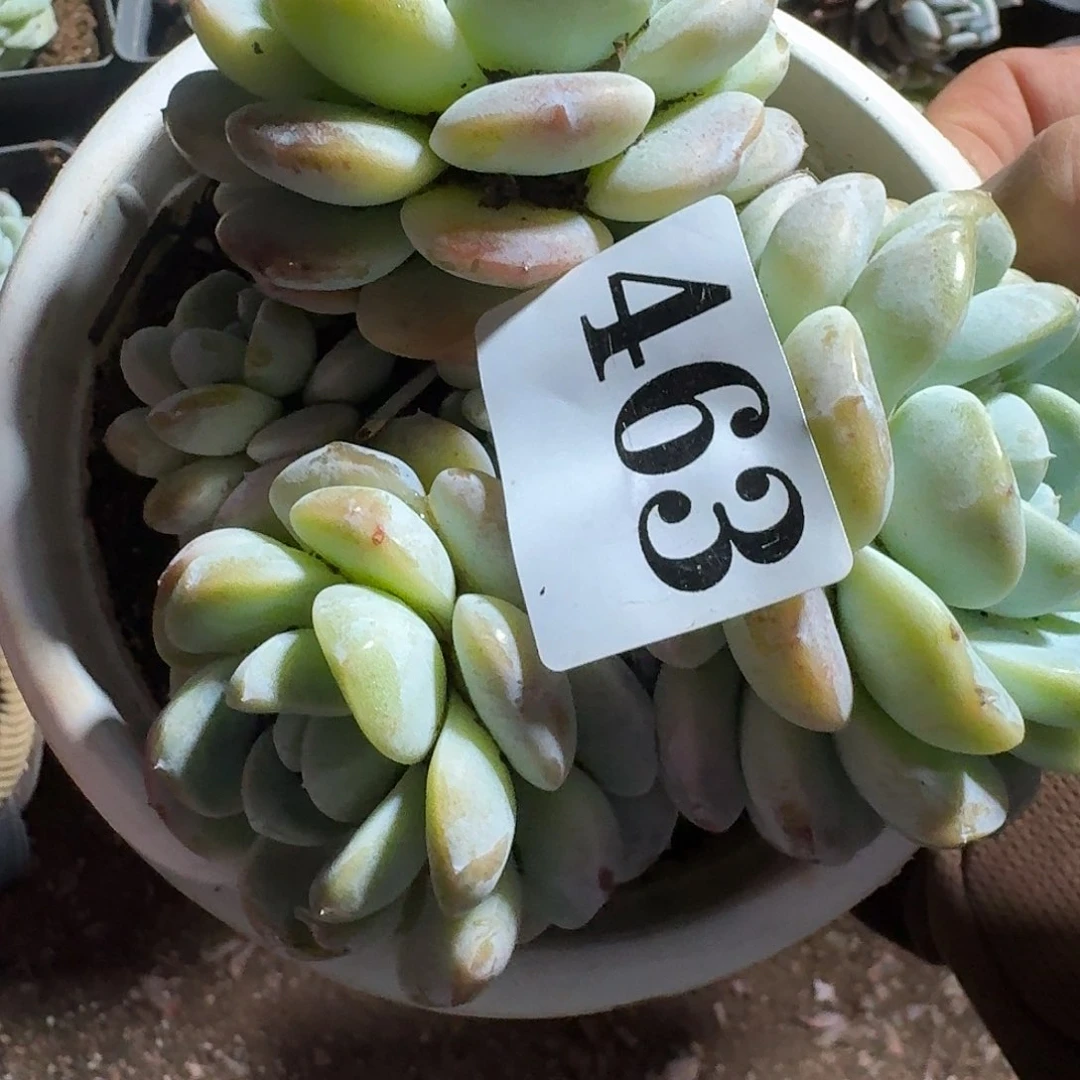 刺***强31346464676766776