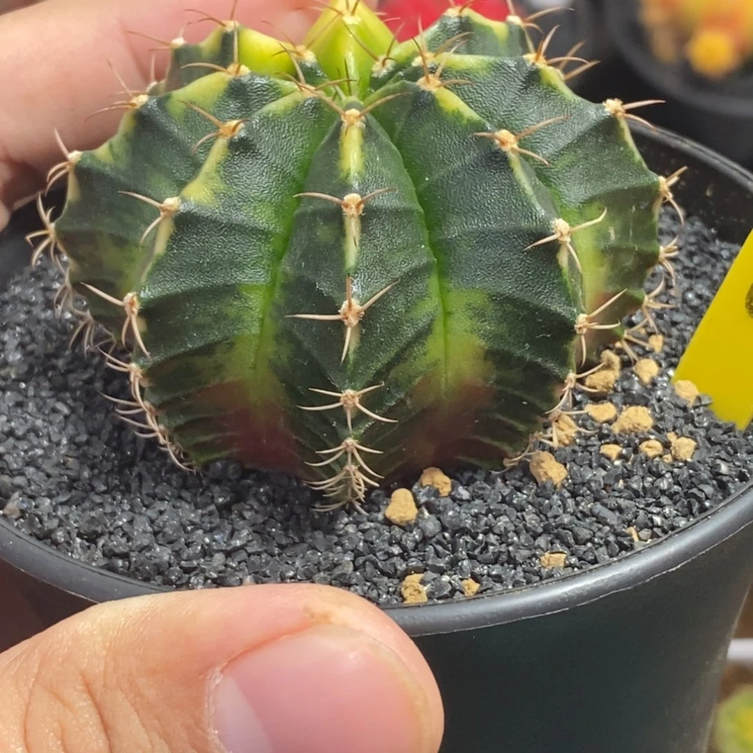 潜力款全品米哈—带盆土发货10