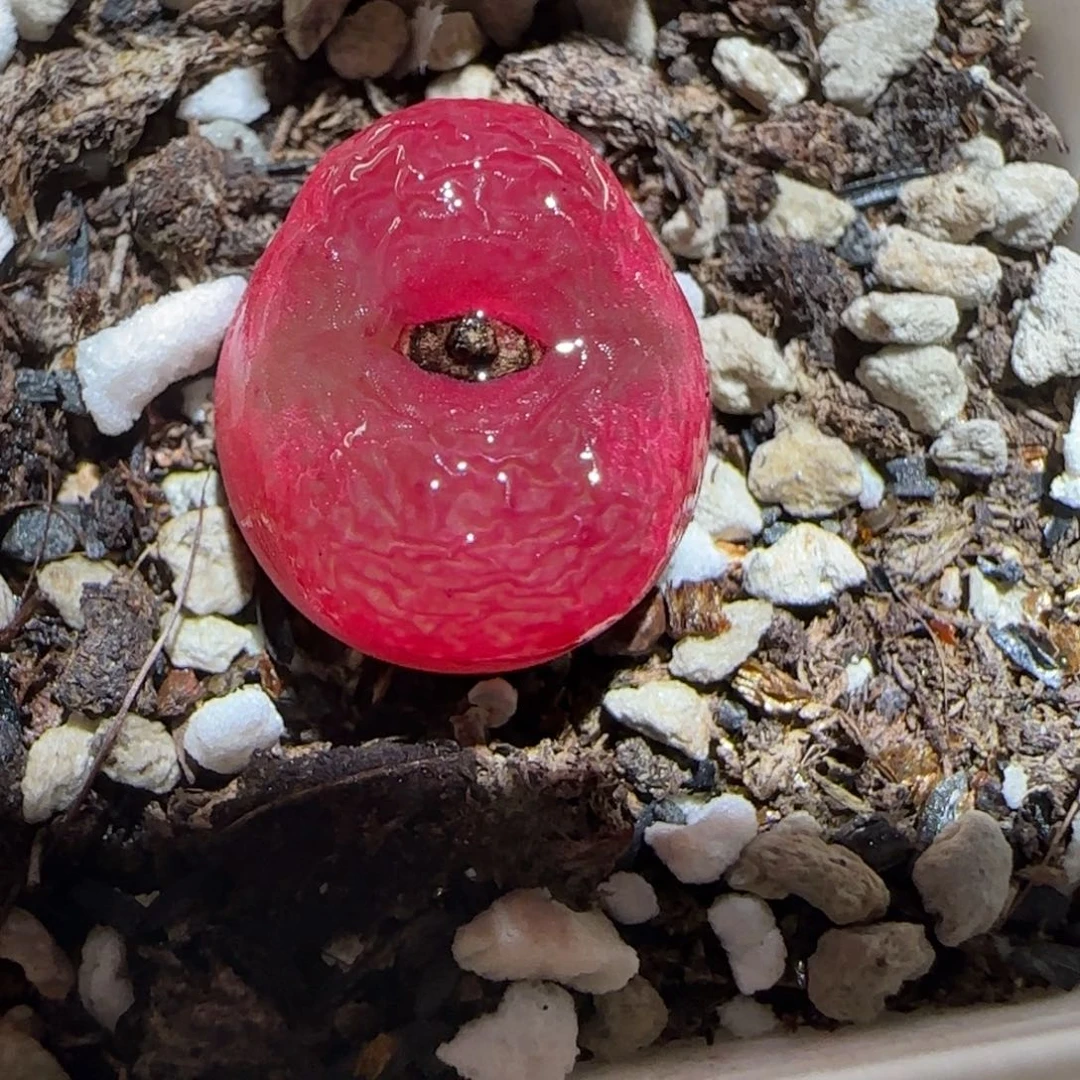 肉锥多肉植物百科-红宝石240