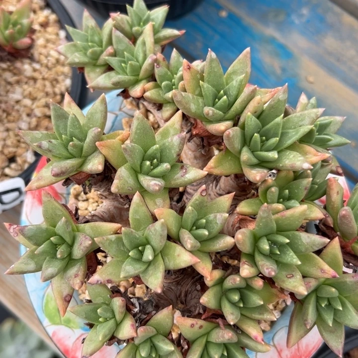 一物一拍绿菊1660