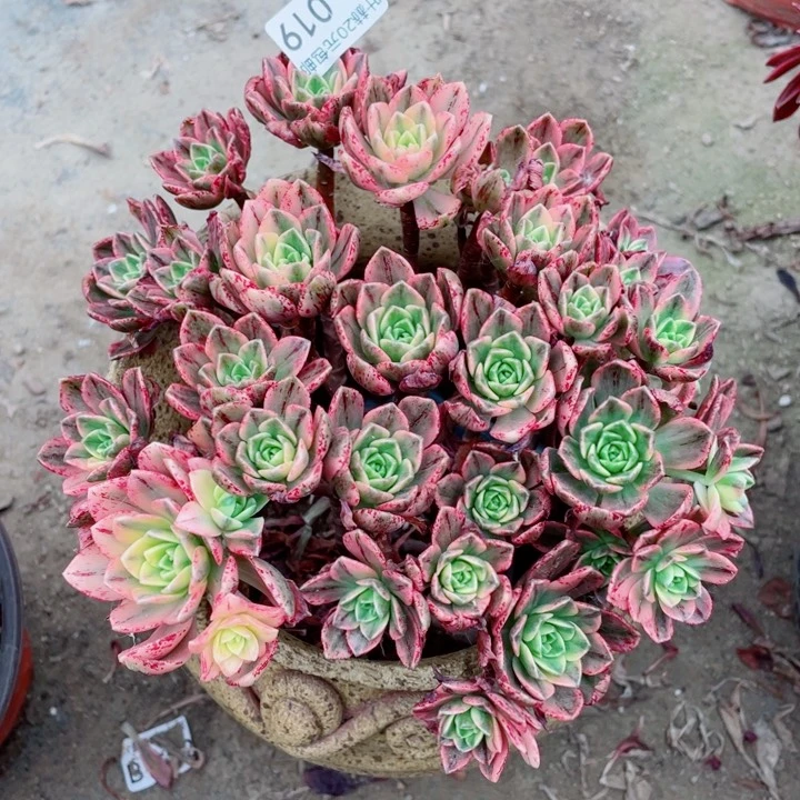 19甜茶多肉12345678