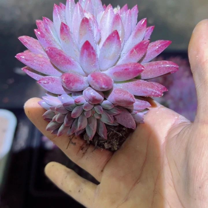 精品多肉植物老桩