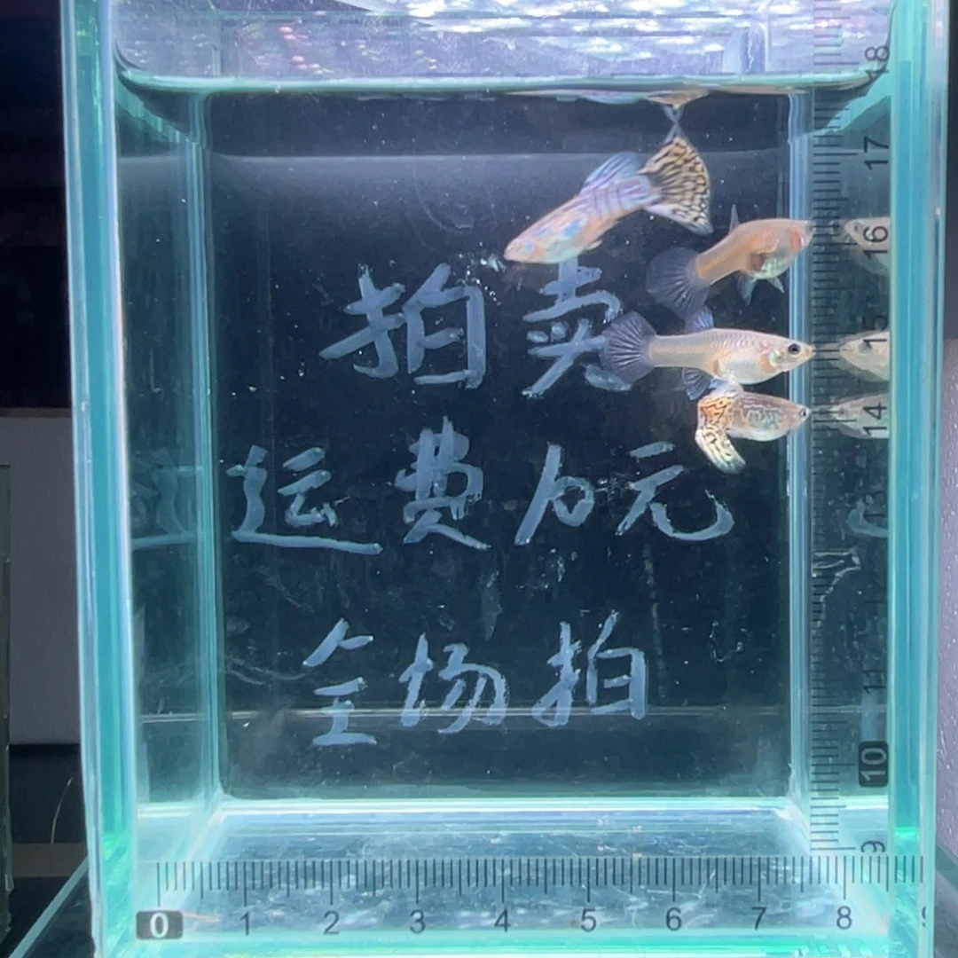 孔雀鱼黄蛇孔雀鱼两对