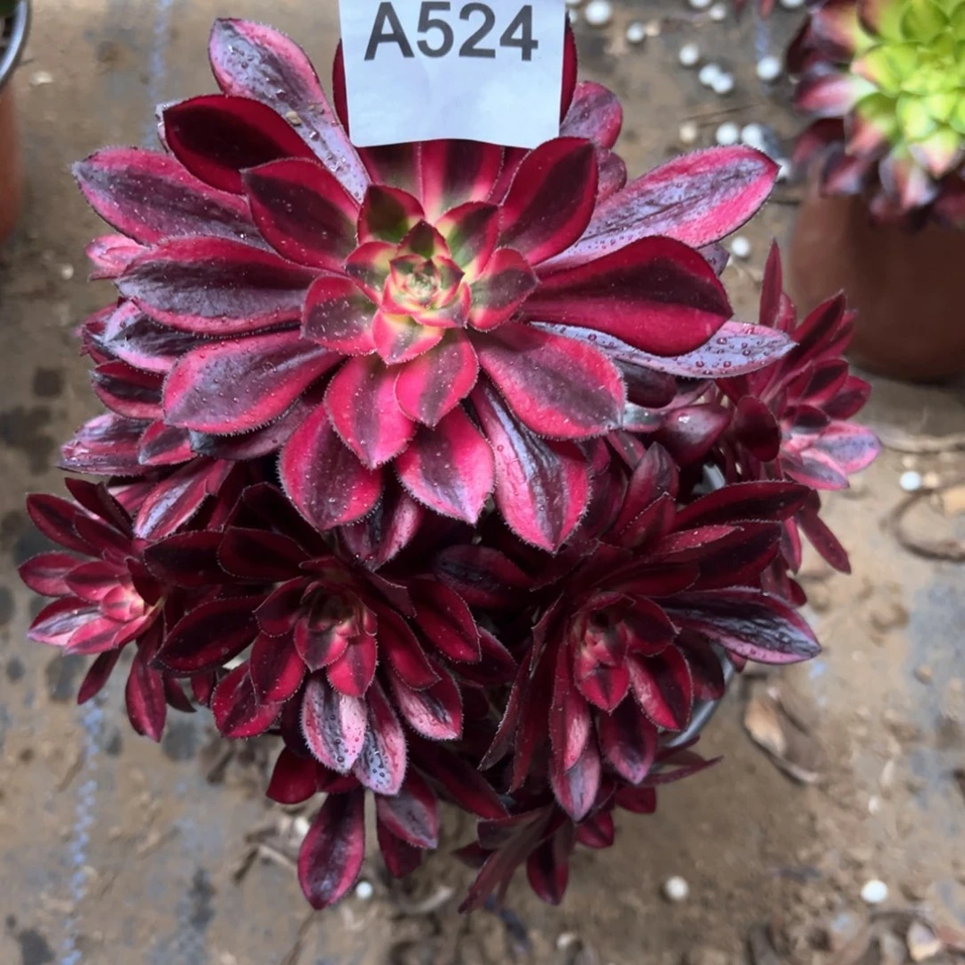 524号香奈儿多肉植物