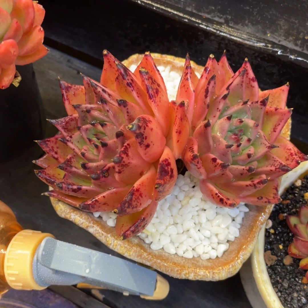 多肉植物盆栽多肉植物