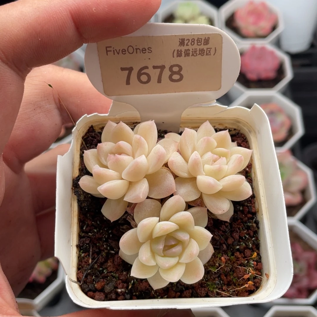 白雪7678-5.5厘米