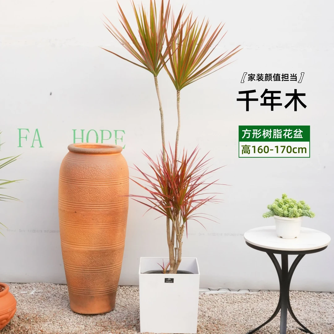 {网红款}千年木马尾铁老桩北欧简约室内净化空气绿植