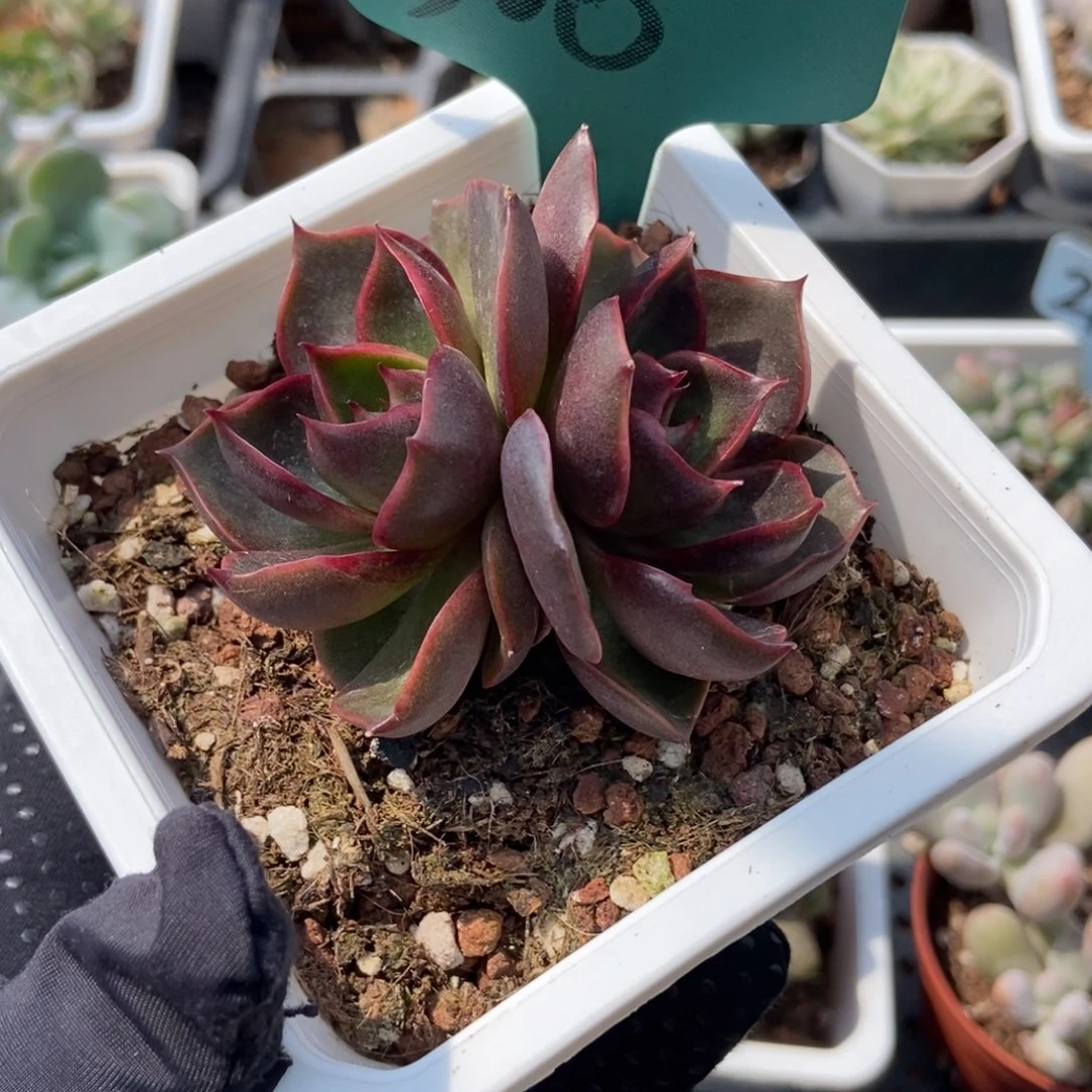 506红灯多肉植物保护