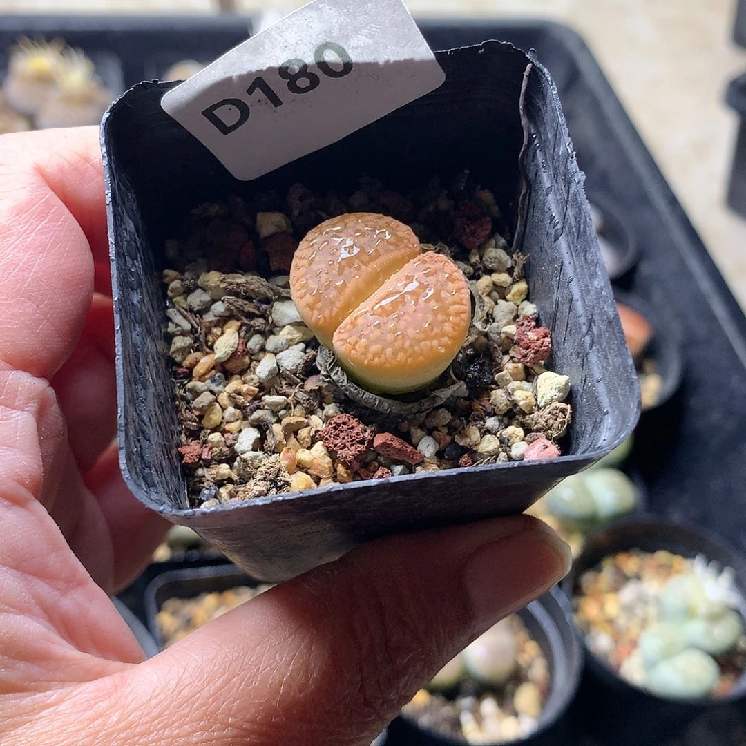 大****瓜D180多肉植物保护