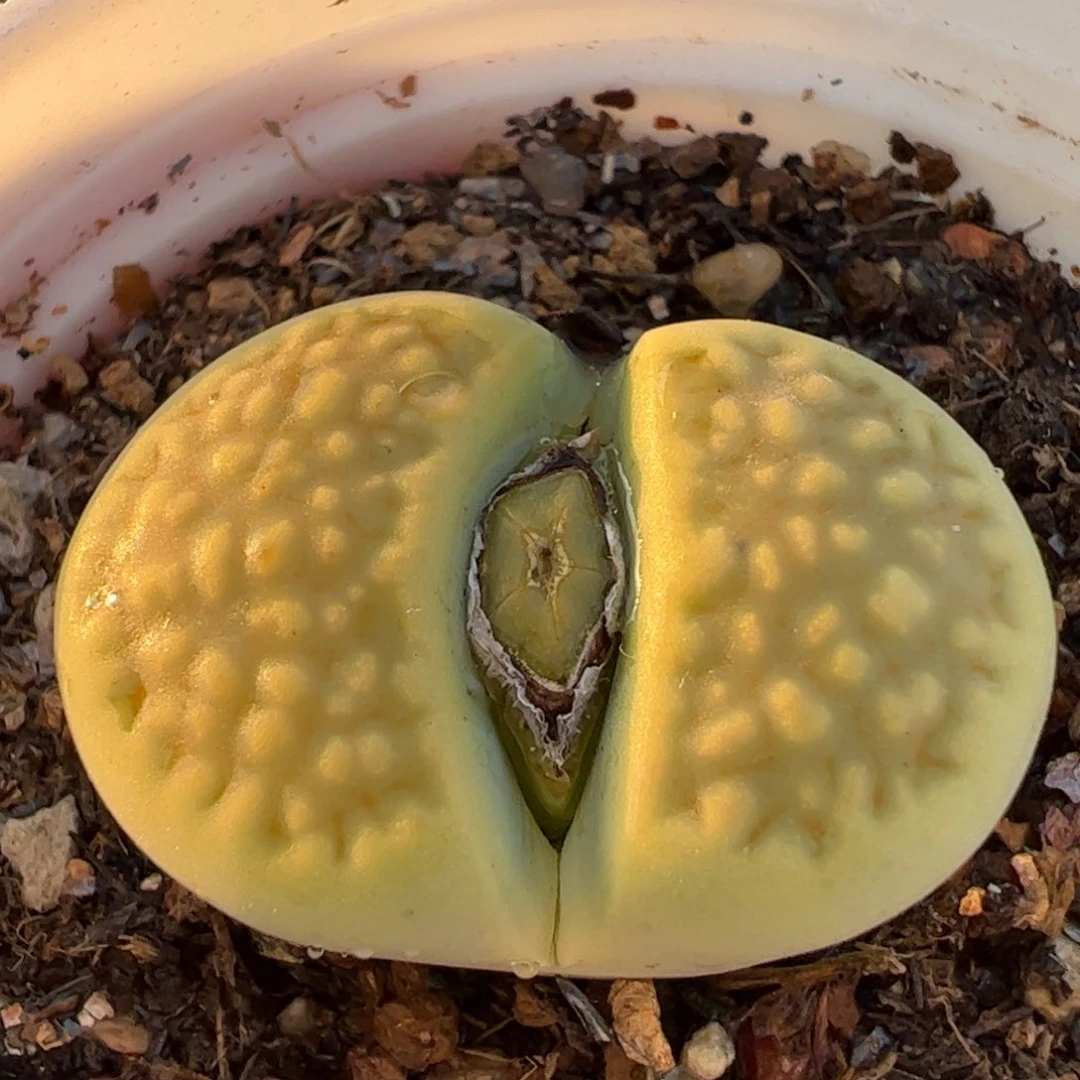 绿巴黎多肉植物百科