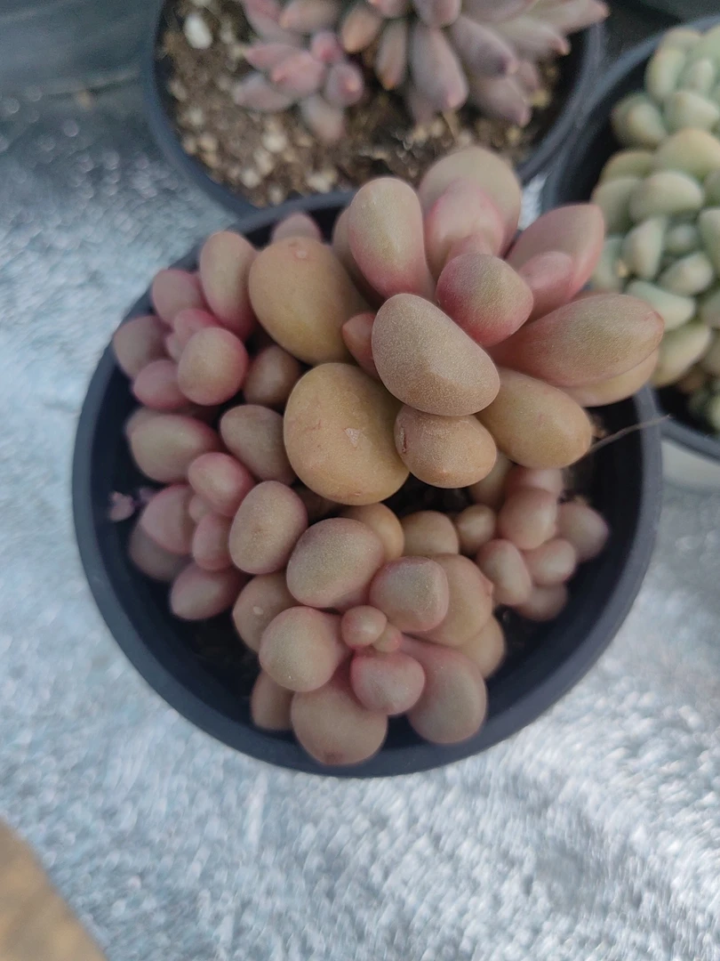 先锋派【满18包邮发货】刘家园艺