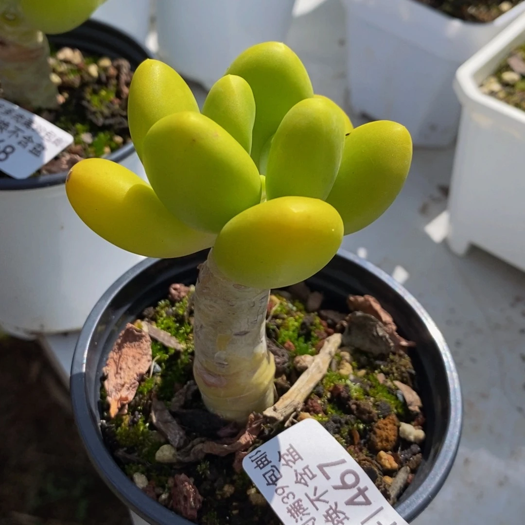 467 芒果奶 6 厘米