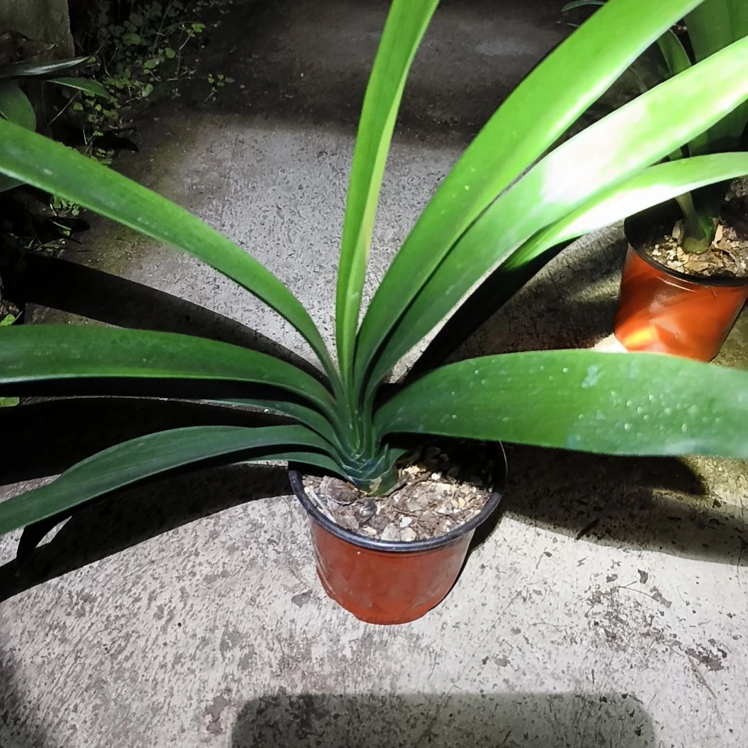 里***6当前无花栽培后可以开花盲盒大苗一颗拍品