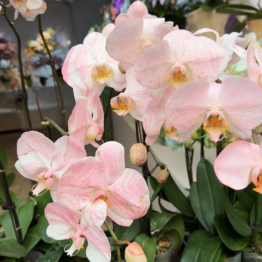 完全开放蝴蝶兰一物一拍