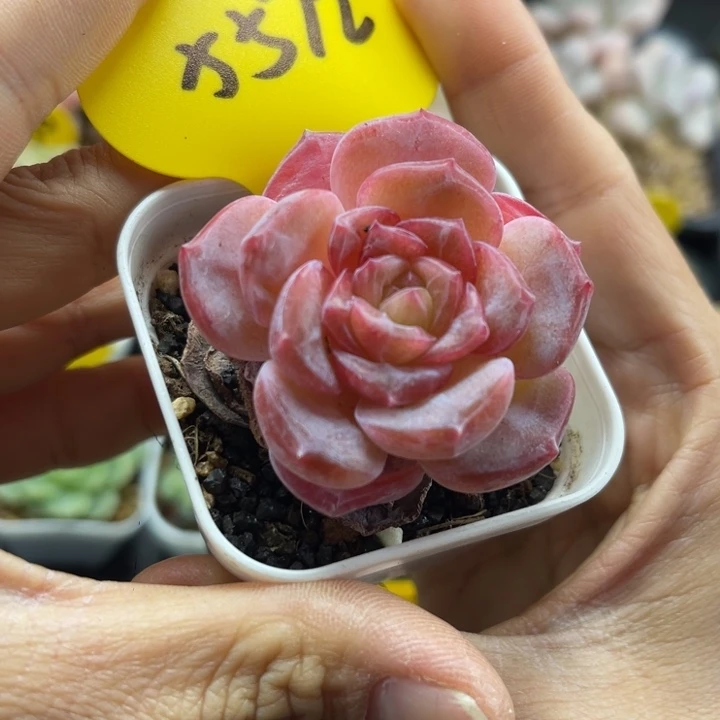 糖心琥珀单头5572