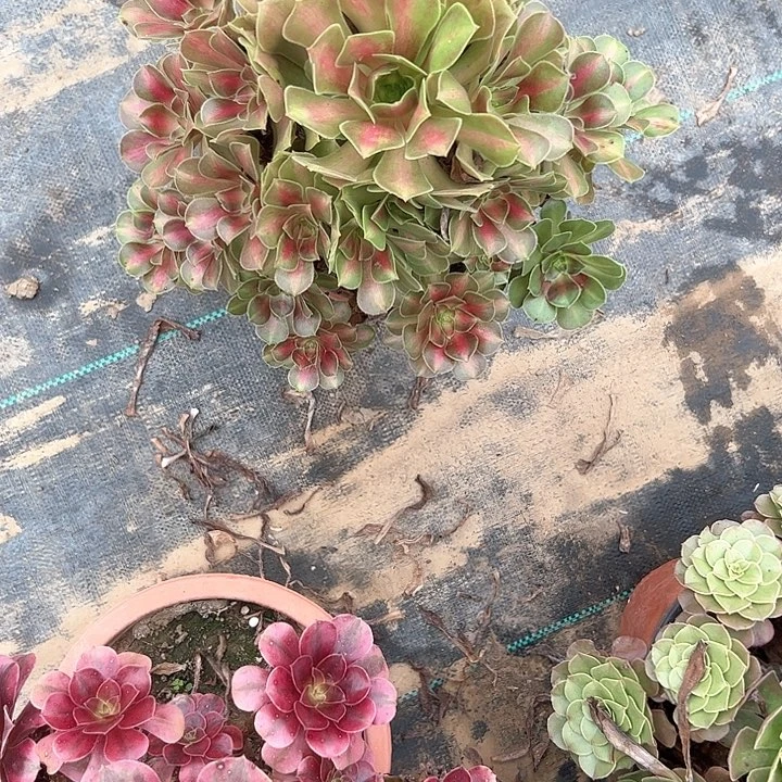 不包断枝一物一拍61