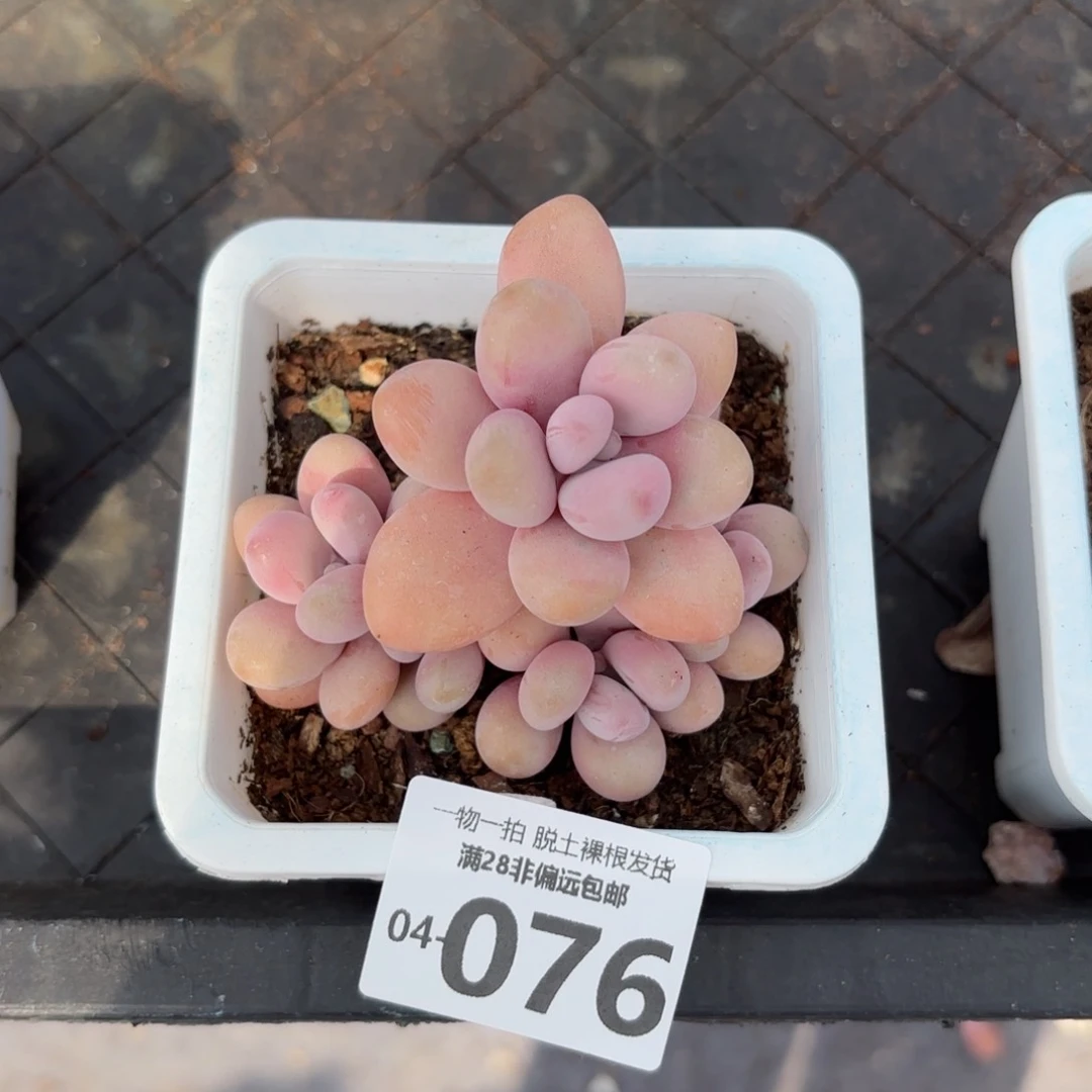  桃蛋多肉多肉多肉
