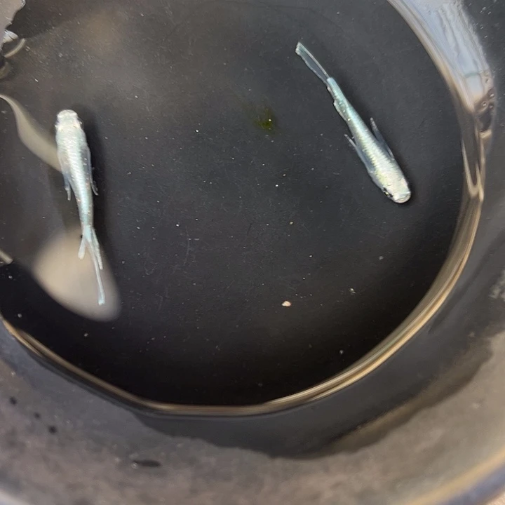 青鳉鱼观背青鱂鱼天使一对