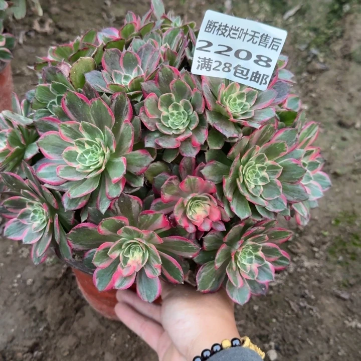 2208万花筒丛林A二号