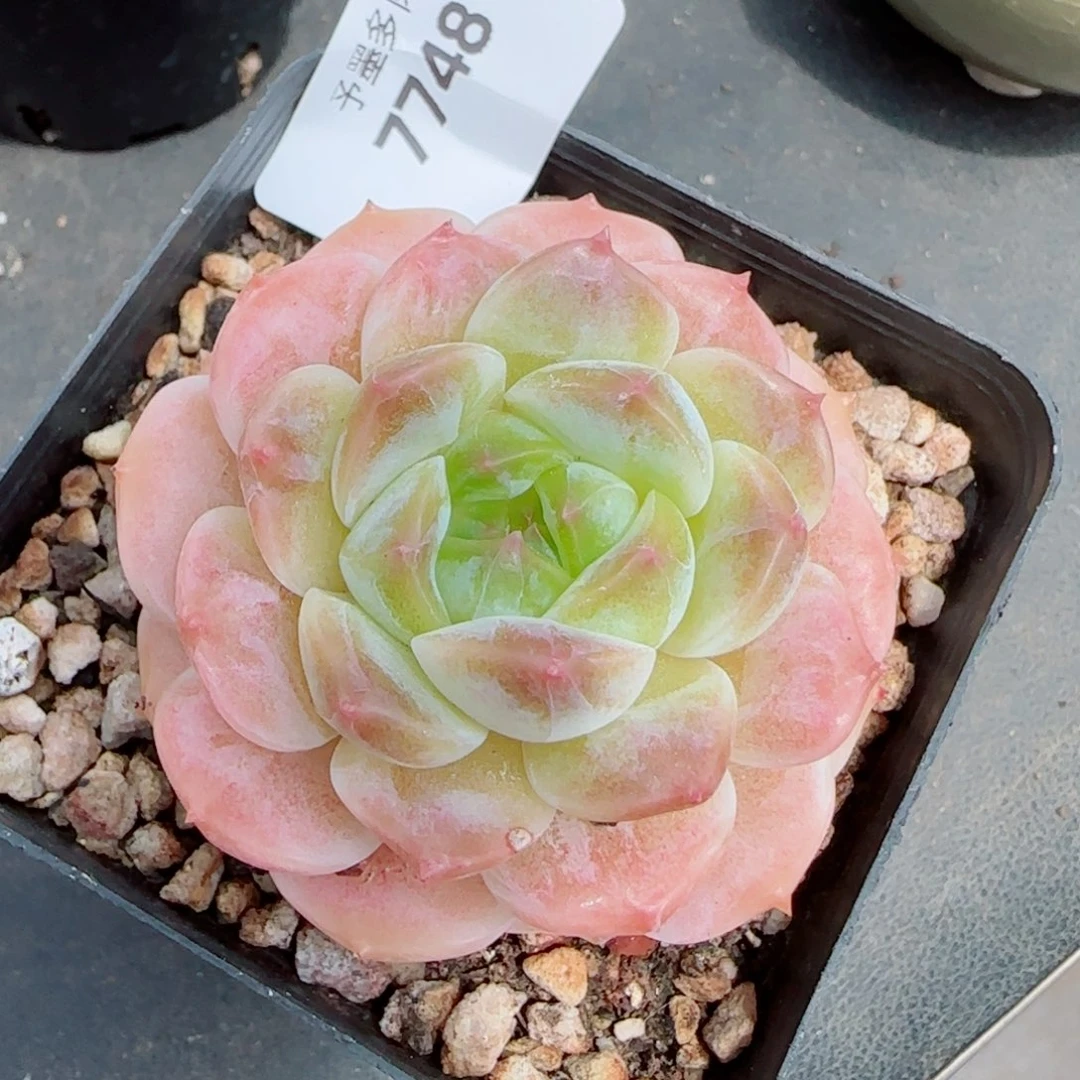 冰魄，7748多肉植物