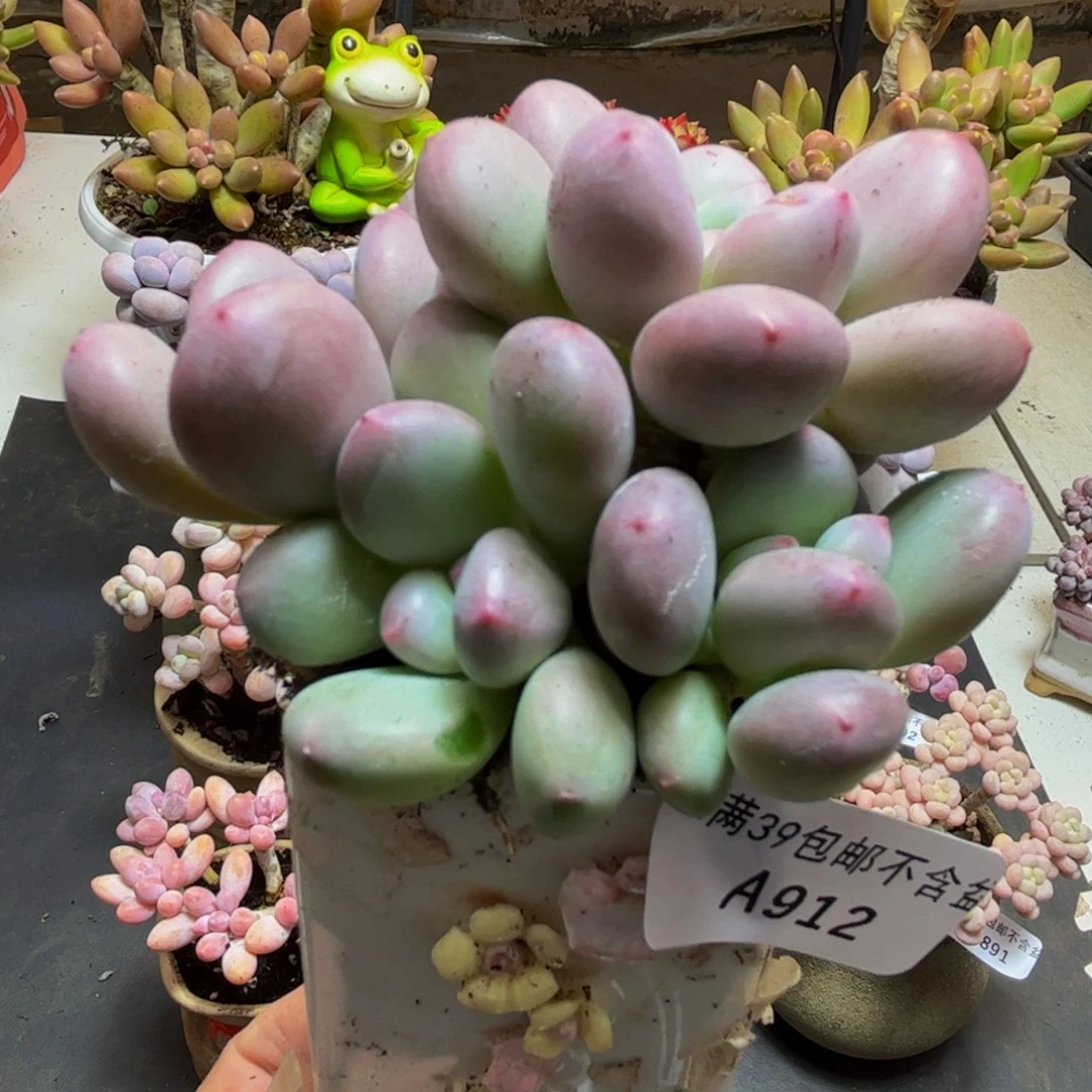 912/8cm仙子奶酪多肉