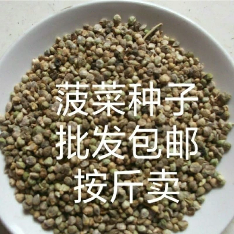 菠菜种子大叶耐寒批发耐热包邮蔬菜种子越冬菜籽散装种籽四季厂家