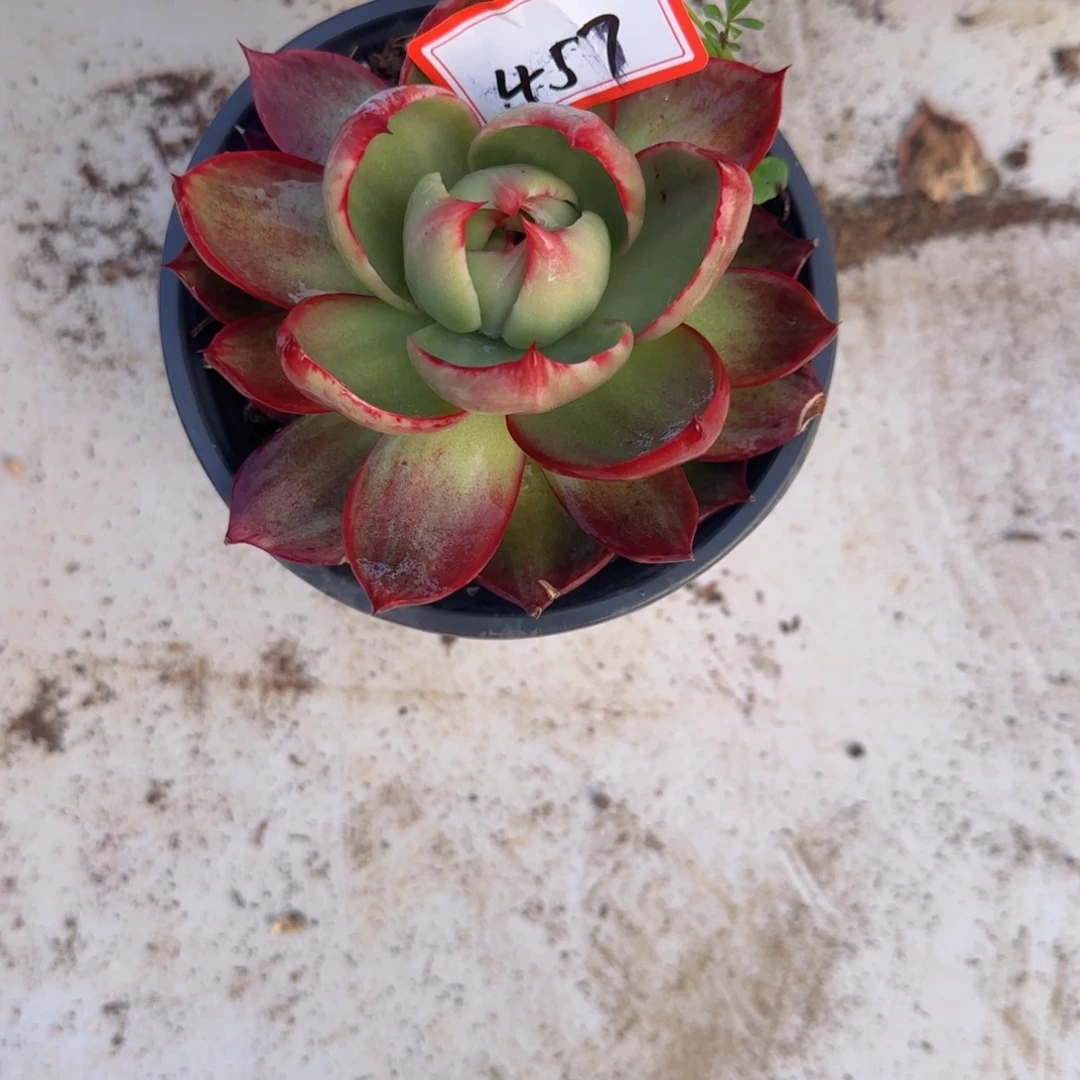 457