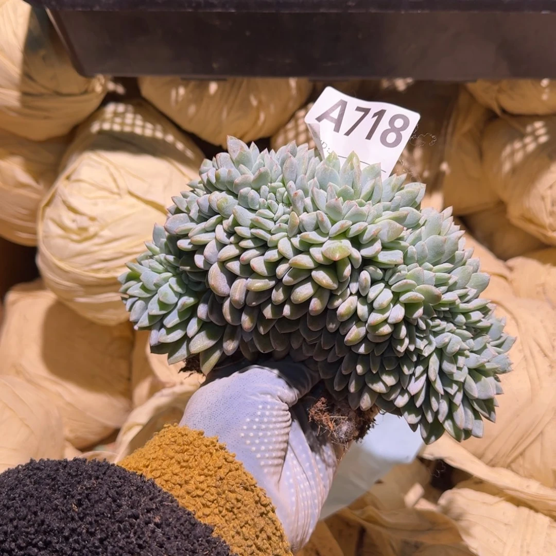 李**@星影缀化呀呀呀呀