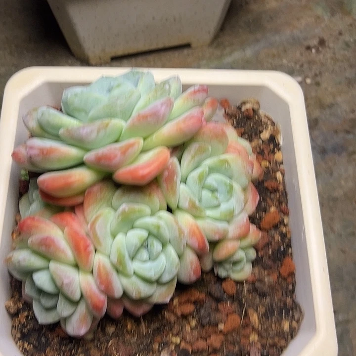 冰玉群生，量拍，5头起发