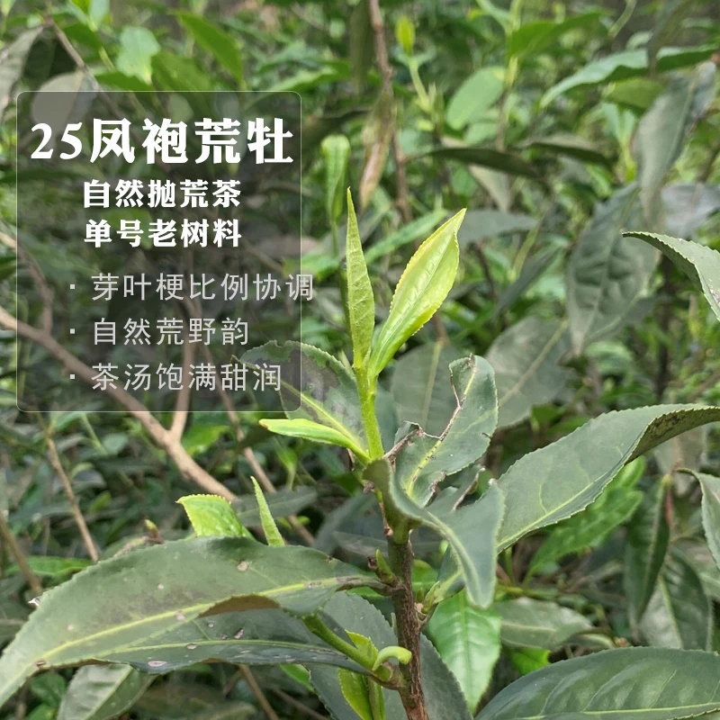 【25凤袍】荒野花香白牡丹正宗管阳高山生态老树福鼎白茶寻芷50克