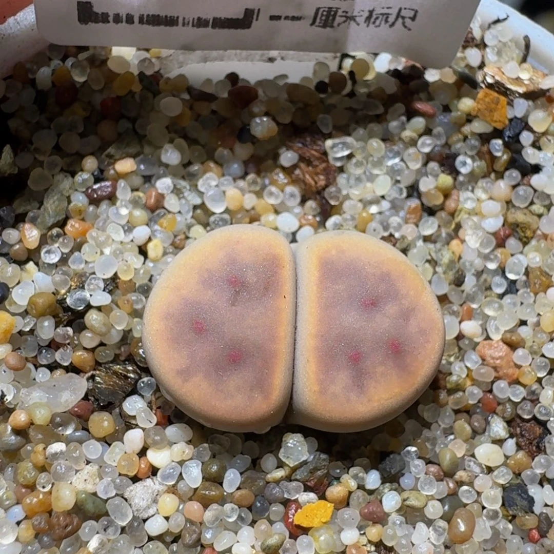 Ssss精品生石花682对点