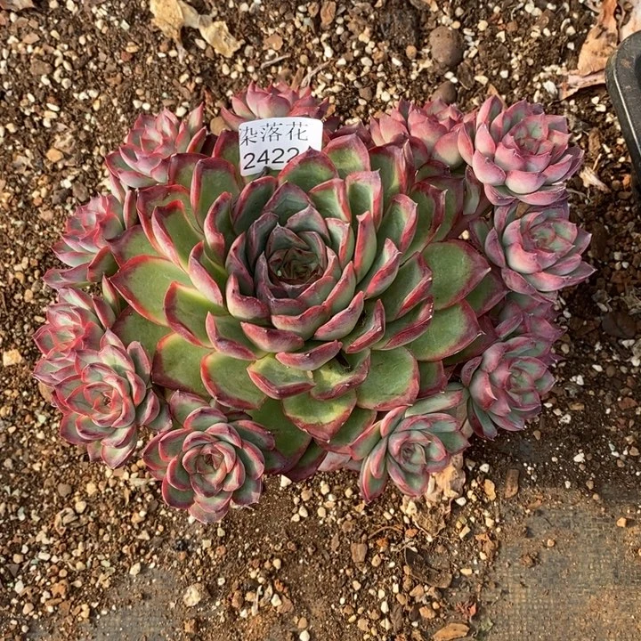 图***z精品多肉植物2422