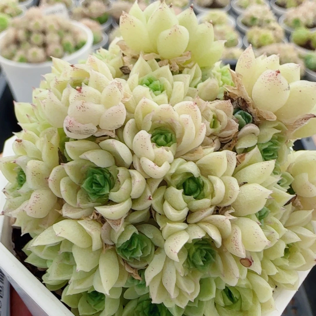 花语逸镜0601-143散