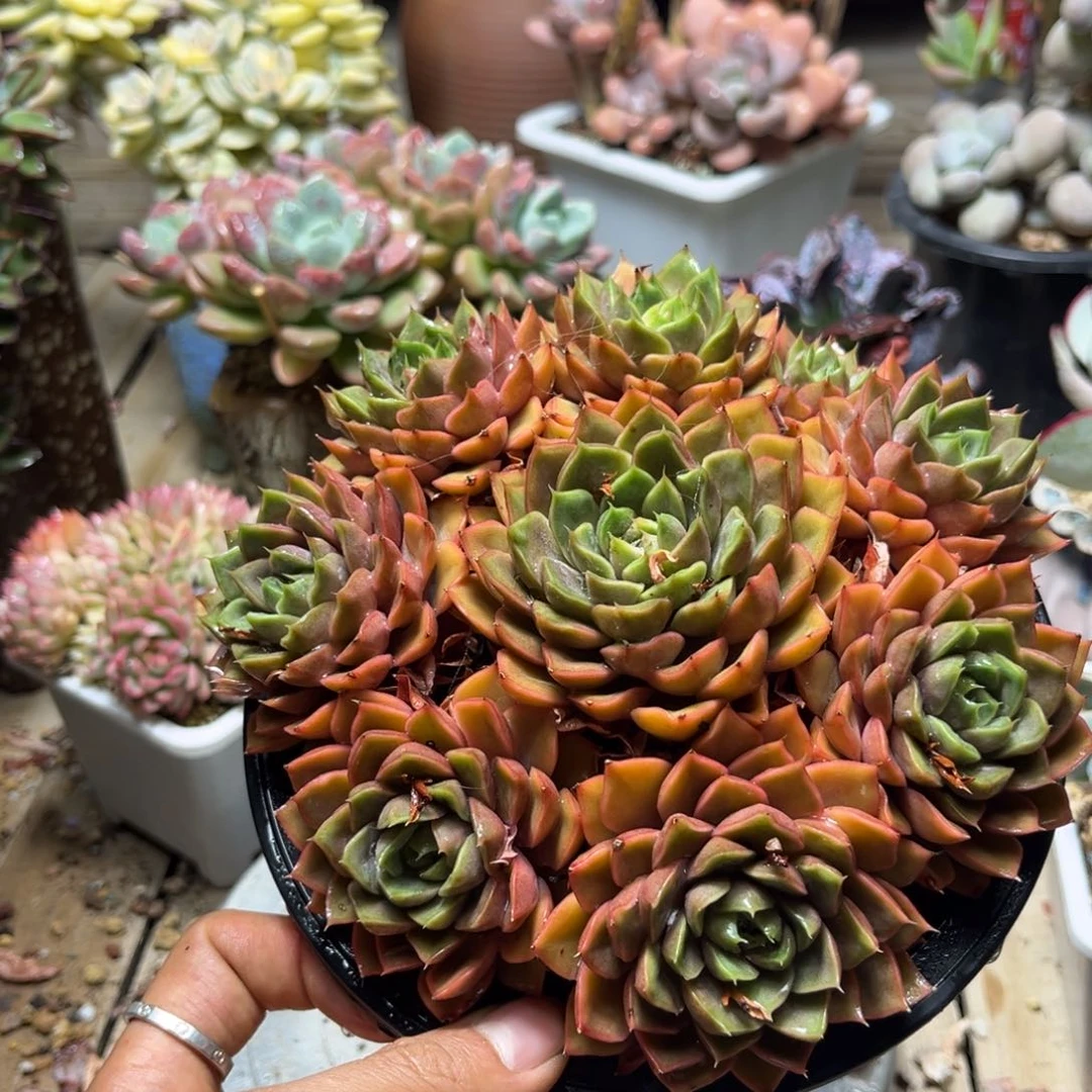 玫瑰夫人多肉植物youxibi