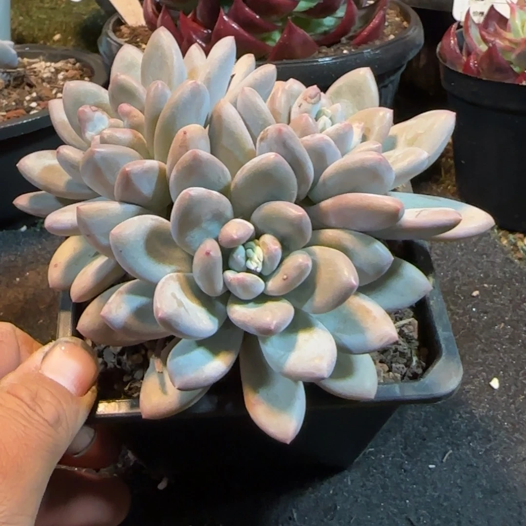 香水一物一拍包装收缩花旱