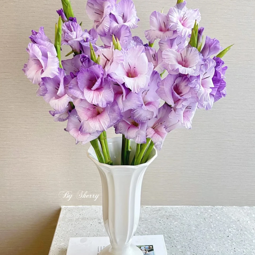 新品-【诺帝卡】唐菖蒲剑兰种球花卉室内庭院绿植四季