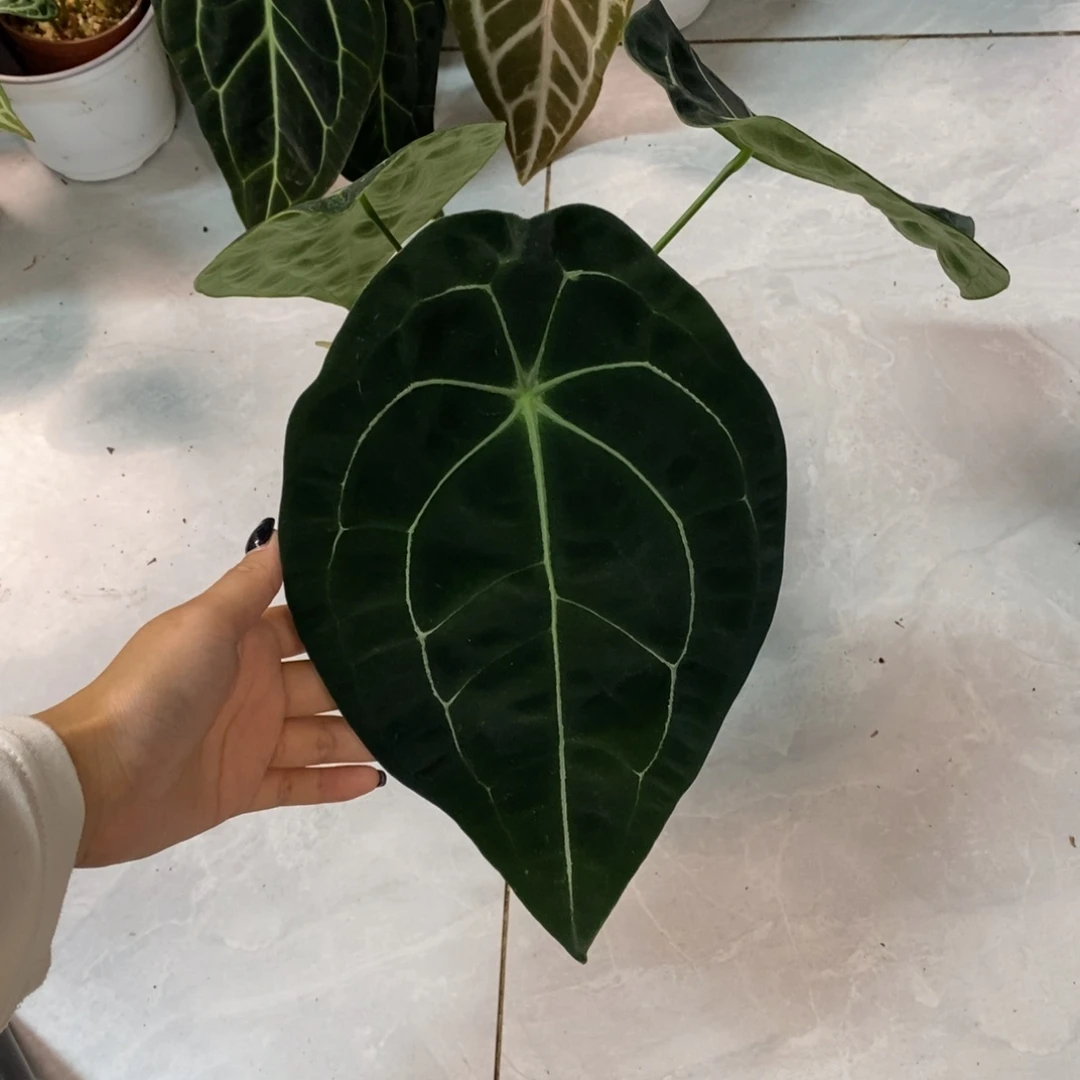 不开花植物盾叶花烛