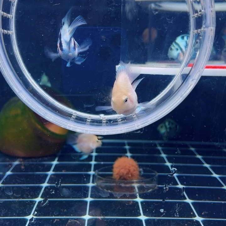 鹦鹉鱼5代胭脂公配奶牛宝蓝母亚成一对