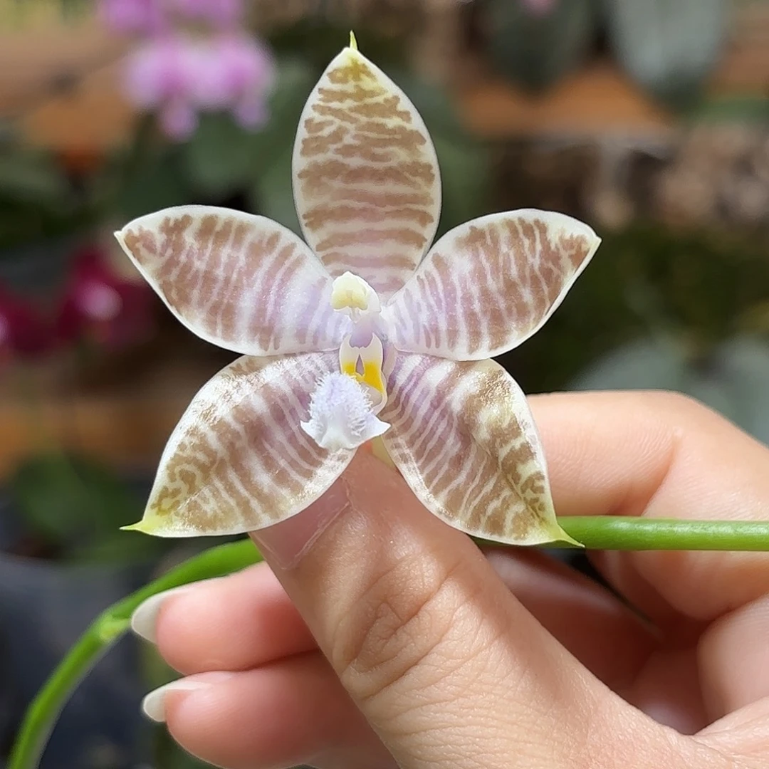 大部分花苞少量开放蓝盾交蓝路德