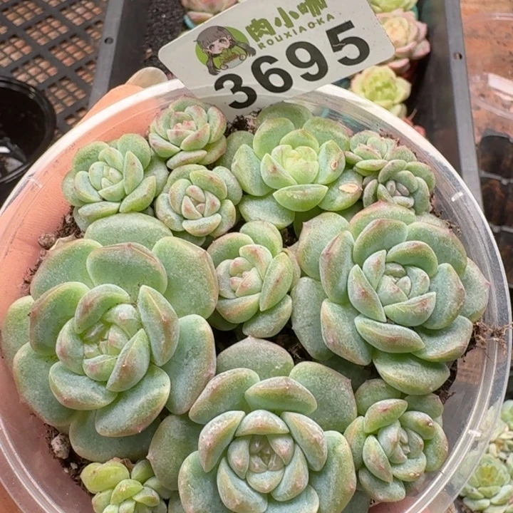 多肉植物多肉植物