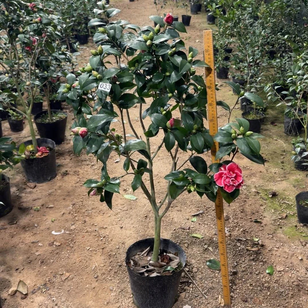 少量花朵（建议范围：2朵-5朵 或40%以下）033龙火珠多花型