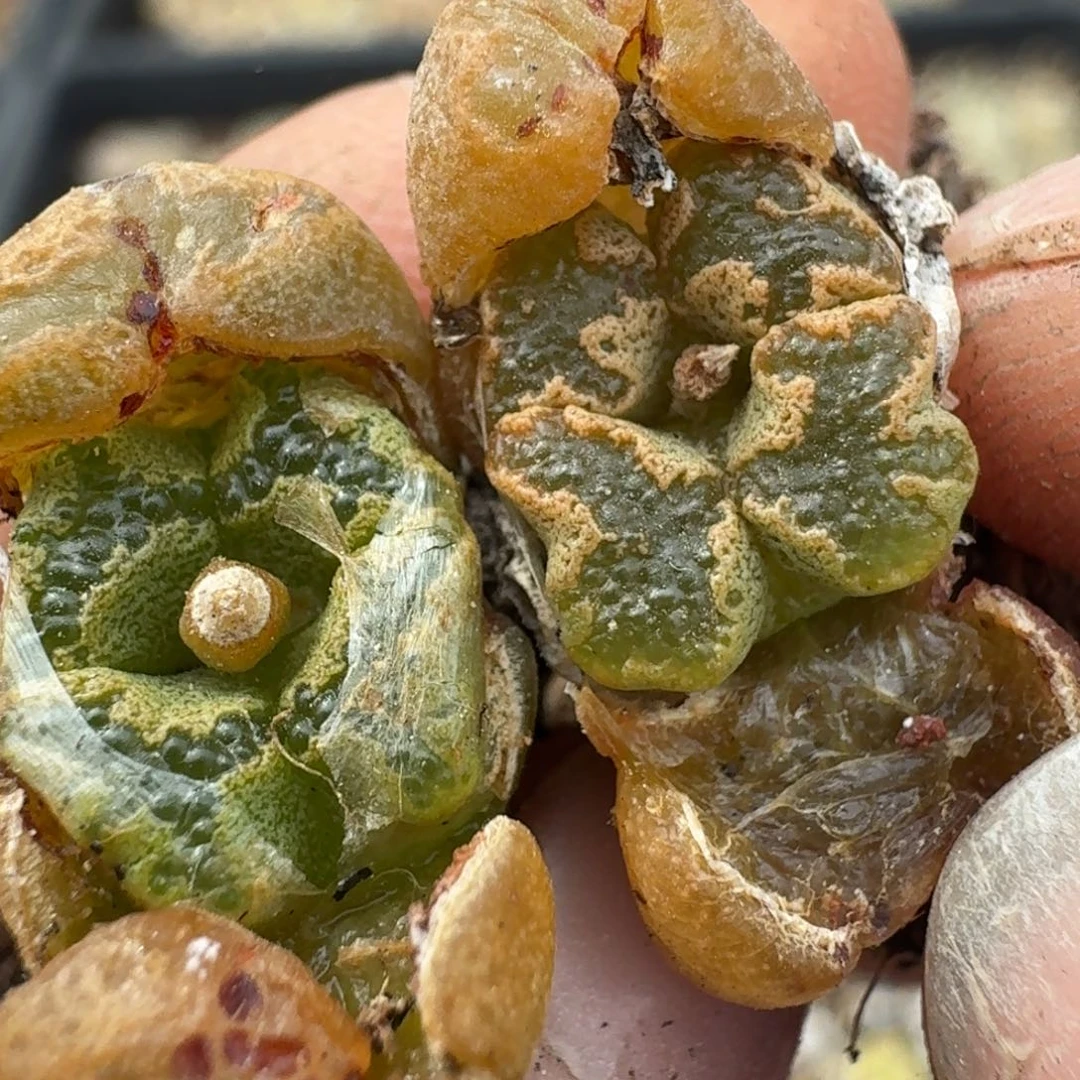 ?**树183两颗泡泡勋章555085908