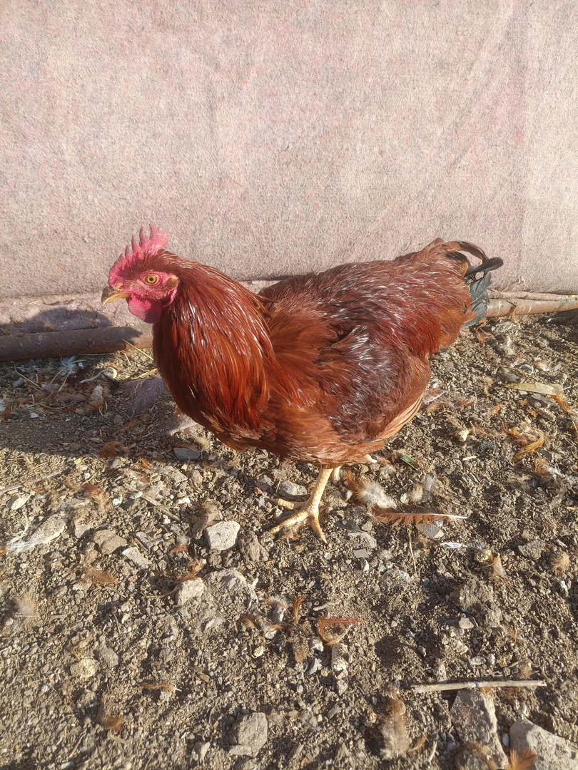 半年以上的大红公鸡