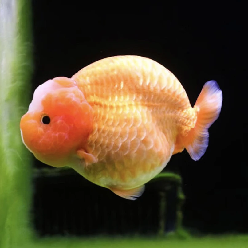 【一物一拍】直播拍兰寿金鱼观赏鱼